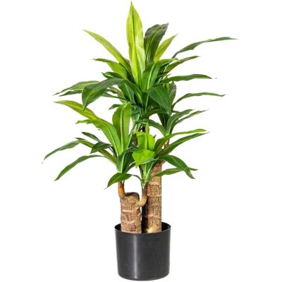 Pflanzen-Kölle - Dracaena - 80 cm - zwei-stämmig - Kunstpflanze Pflanzen-Kölle - Dracaena - 80 cm - zwei-stämmig - Kunstpflanze