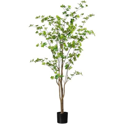 Pflanzen-Kölle - Louisiana-Baum - 180 cm Pflanzen-Kölle - Louisiana-Baum - 180 cm