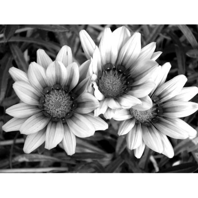 PAPERMOON Blumen Schwarz & Weiß Tapete - Landschaft & Natur - Tapete PAPERMOON Blumen Schwarz & Weiß Tapete - Landschaft & Natur - Tapete