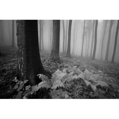 PAPERMOON Schwarz & Weiß Wald Fototapete - Wandbild PAPERMOON Schwarz & Weiß Wald Fototapete - Wandbild