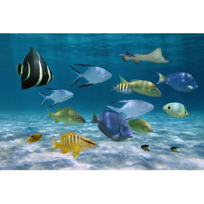 PAPERMOON Fisch Tapete - Digitaldruck, Kleister, 2,50x1,86m PAPERMOON Fisch Tapete - Digitaldruck, Kleister, 2,50x1,86m