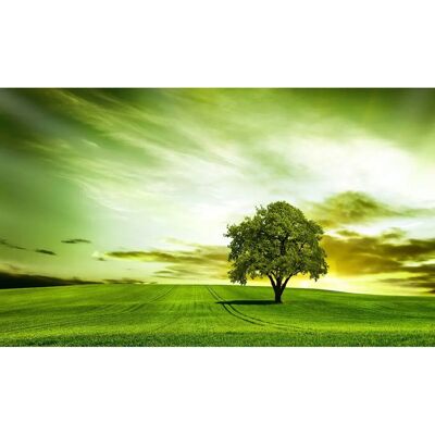 PAPERMOON Baum in Feld Tapete - Bunt, 2,50 m x 1,86 m, Vlies PAPERMOON Baum in Feld Tapete - Bunt, 2,50 m x 1,86 m, Vlies