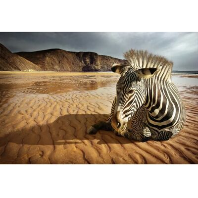 PAPERMOON Wandbilder - Strandzebra - Mehrfarbig, 3 x 2,2 m PAPERMOON Wandbilder - Strandzebra - Mehrfarbig, 3 x 2,2 m