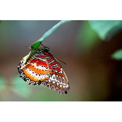 PAPERMOON Schmetterlings-Wandbild - Vlies, 3x2,23m, Bunt PAPERMOON Schmetterlings-Wandbild - Vlies, 3x2,23m, Bunt