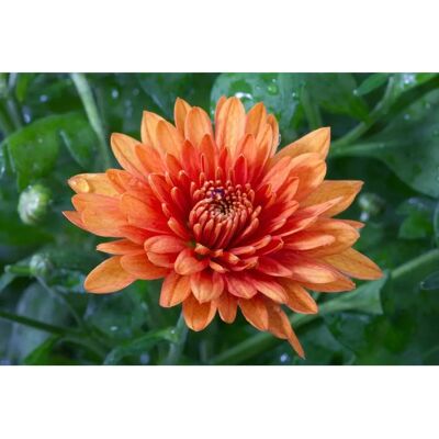 PAPERMOON Blume Tapete - Hochwertiger Digitaldruck für Wände PAPERMOON Blume Tapete - Hochwertiger Digitaldruck für Wände