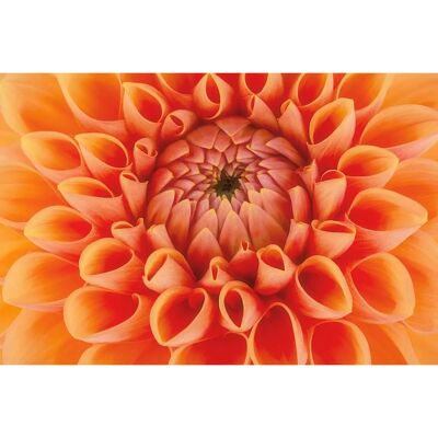 PAPERMOON Blumen Tapete - Bunt, 3,5x2,6m, 7 Bahnen - Digitaldruck PAPERMOON Blumen Tapete - Bunt, 3,5x2,6m, 7 Bahnen - Digitaldruck