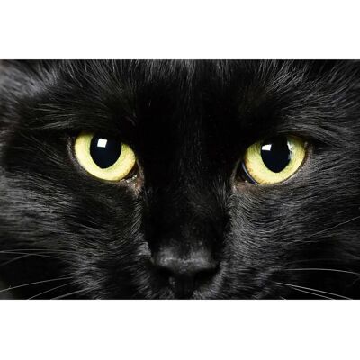 PAPERMOON Katze Bunt Tapete - Tapeten PAPERMOON Katze Bunt Tapete - Tapeten