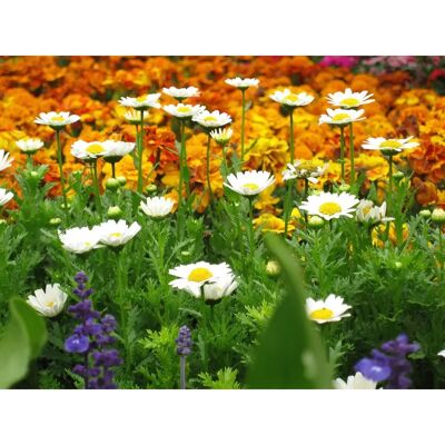 PAPERMOON Blumenwiese Wandbild - 3,50m x 2,60m - Vlies PAPERMOON Blumenwiese Wandbild - 3,50m x 2,60m - Vlies