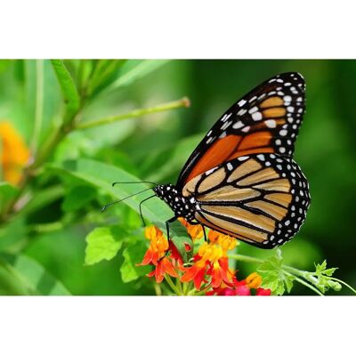 PAPERMOON Schmetterling Wandbild - Landschaft, Bunt, 3,50m x 2,60m PAPERMOON Schmetterling Wandbild - Landschaft, Bunt, 3,50m x 2,60m