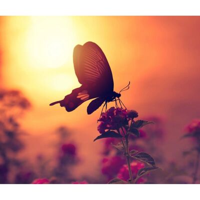 PAPERMOON Schmetterling auf Blume Wandbild - Wandbild PAPERMOON Schmetterling auf Blume Wandbild - Wandbild
