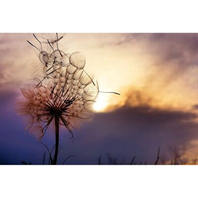 PAPERMOON Pusteblume Wandbild - Tapete für Räume PAPERMOON Pusteblume Wandbild - Tapete für Räume