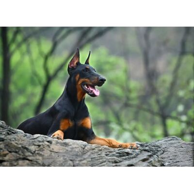PAPERMOON Hund in Natur Bunt Tapete - Wanddekoration PAPERMOON Hund in Natur Bunt Tapete - Wanddekoration