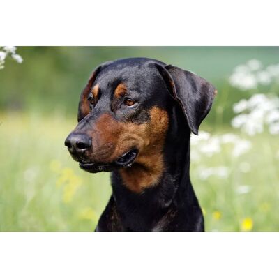 PAPERMOON Hund Fototapete - Bunt Wandbild - 3,5x2,6m PAPERMOON Hund Fototapete - Bunt Wandbild - 3,5x2,6m