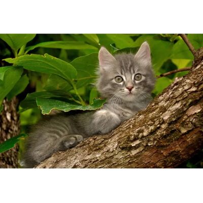 PAPERMOON Katze im Baum Tapete - Hochwertiger Digitaldruck PAPERMOON Katze im Baum Tapete - Hochwertiger Digitaldruck
