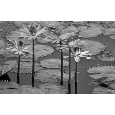 PAPERMOON Schwarz Weiß Seerosen Teich Fototapete - Digitaldruck, Vlies, 4x2.6m PAPERMOON Schwarz Weiß Seerosen Teich Fototapete - Digitaldruck, Vlies, 4x2.6m