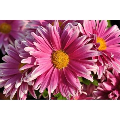 PAPERMOON Wildblume Bunt Tapete - Tapete PAPERMOON Wildblume Bunt Tapete - Tapete