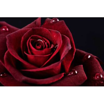 PAPERMOON Rose Fototapete - Digitaldruck - 4m x 2,6m - Bunt PAPERMOON Rose Fototapete - Digitaldruck - 4m x 2,6m - Bunt