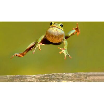 PAPERMOON Springender Frosch Bunt Tapete - Tapeten PAPERMOON Springender Frosch Bunt Tapete - Tapeten