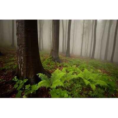 PAPERMOON Mystischer Wald Wandbild - Wandbild PAPERMOON Mystischer Wald Wandbild - Wandbild