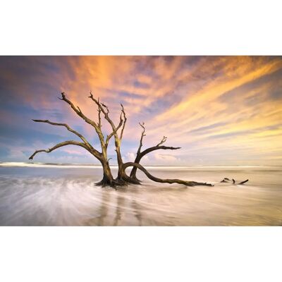 PAPERMOON Toter Baum Strand Fototapete - Wandbild PAPERMOON Toter Baum Strand Fototapete - Wandbild