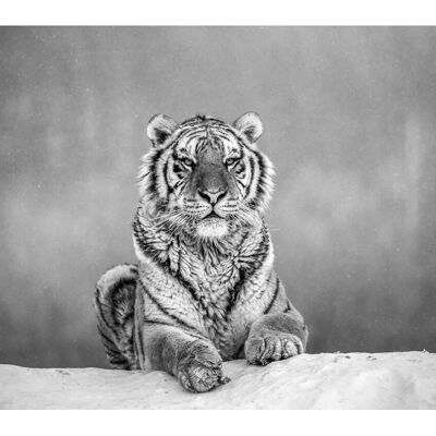 PAPERMOON Tiger Portrait Schwarz & Weiß Fototapete - Wanddeko PAPERMOON Tiger Portrait Schwarz & Weiß Fototapete - Wanddeko