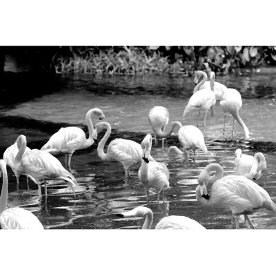 PAPERMOON Schwarz & Weiß Flamingos Fototapete - Tapete PAPERMOON Schwarz & Weiß Flamingos Fototapete - Tapete
