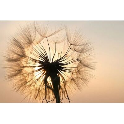PAPERMOON Pusteblume Wandbild - Landschaft Dekor PAPERMOON Pusteblume Wandbild - Landschaft Dekor