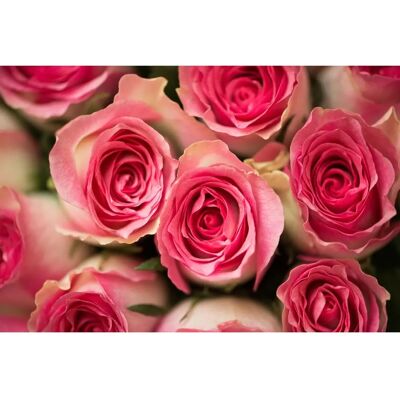 PAPERMOON Rosen Wandbild - Landschaft & Stadt - Bunt PAPERMOON Rosen Wandbild - Landschaft & Stadt - Bunt