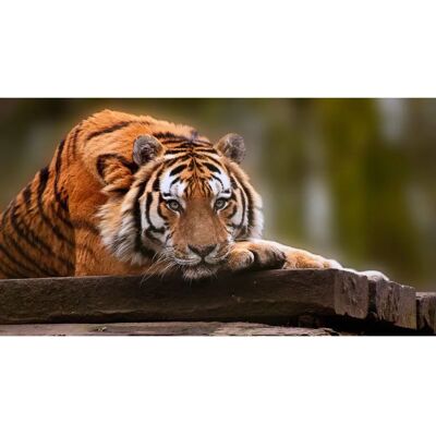 PAPIERMOON Tiger Wandtapete - Fotorealistische Tapete PAPIERMOON Tiger Wandtapete - Fotorealistische Tapete