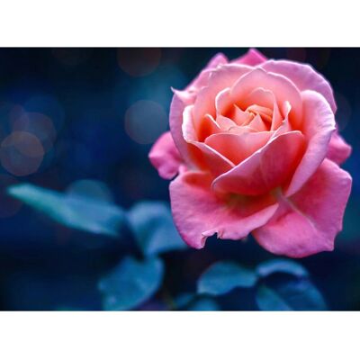 PAPERMOON Rose Wandbild - Digitaldruck, abziehbar PAPERMOON Rose Wandbild - Digitaldruck, abziehbar