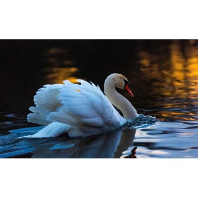 PAPERMOON Schwan im Wasser Fototapete - Tapete PAPERMOON Schwan im Wasser Fototapete - Tapete