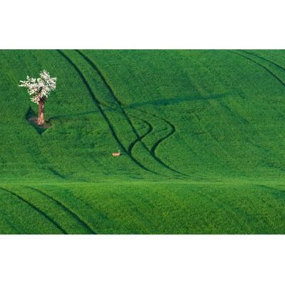 PAPERMOON Bunte Fototapete - Feld mit Baum - 4,5m x 2,8m PAPERMOON Bunte Fototapete - Feld mit Baum - 4,5m x 2,8m