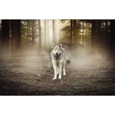 PAPERMOON Wolf im Wald Bunt Tapete PAPERMOON Wolf im Wald Bunt Tapete