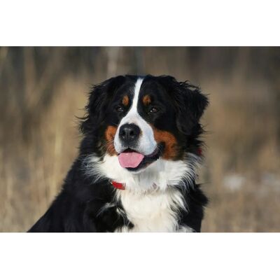 PAPERMOON Berner Sennenhund Wand - Tapete PAPERMOON Berner Sennenhund Wand - Tapete