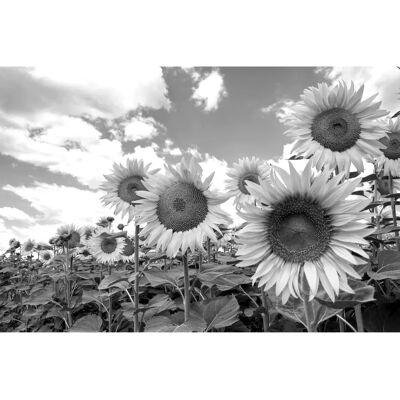PAPERMOON Sonnenblumen Schwarz & Weiß Tapete - Fotografie Dekor PAPERMOON Sonnenblumen Schwarz & Weiß Tapete - Fotografie Dekor