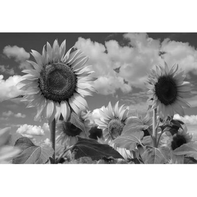 PAPERMOON Schwarz & Weiß Sonnenblume Fototapete - Wandbild PAPERMOON Schwarz & Weiß Sonnenblume Fototapete - Wandbild