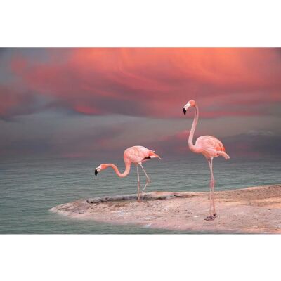 PAPERMOON Flamingo Wandbild - Bunt, 5x2,8m PAPERMOON Flamingo Wandbild - Bunt, 5x2,8m