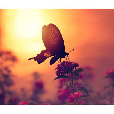 PAPERMOON Schmetterling auf Blume Wandbild - Tapete PAPERMOON Schmetterling auf Blume Wandbild - Tapete
