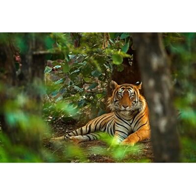 PAPERMOON Tiger im Wald Tapete - Bunt, 5m x 2,8m - Tapete PAPERMOON Tiger im Wald Tapete - Bunt, 5m x 2,8m - Tapete