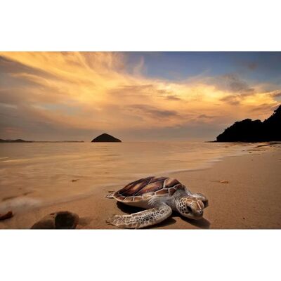 PAPERMOON Schildkröte am Strand Wandbild PAPERMOON Schildkröte am Strand Wandbild