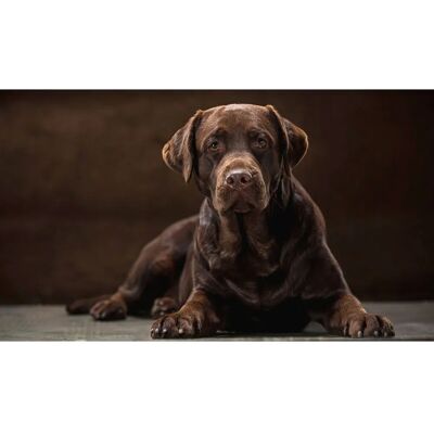 PAPERMOON Hund Bunt Tapete - Tapeten PAPERMOON Hund Bunt Tapete - Tapeten
