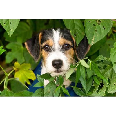 PAPERMOON Hund Tapete - Digitaldruck, 5m x 2.8m - Tapete PAPERMOON Hund Tapete - Digitaldruck, 5m x 2.8m - Tapete