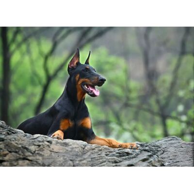 PAPERMOON Hund in Natur Wandbild - Bunt, 5m x 2.8m - Wandbild PAPERMOON Hund in Natur Wandbild - Bunt, 5m x 2.8m - Wandbild