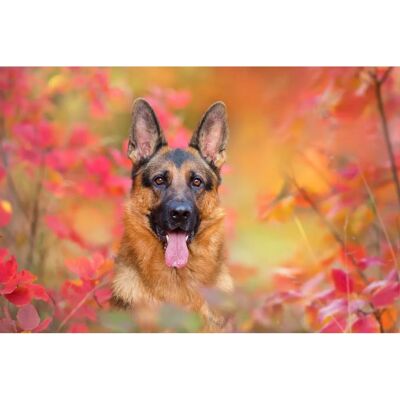 PAPERMOON Hund in Natur Fototapete - Digitaldruck, bunt, 5m x 2.8m PAPERMOON Hund in Natur Fototapete - Digitaldruck, bunt, 5m x 2.8m