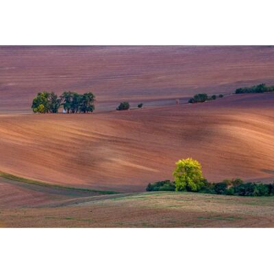 PAPERMOON Felder Wandbild - Digitaldruck, 5m x 2,8m, Bunt PAPERMOON Felder Wandbild - Digitaldruck, 5m x 2,8m, Bunt