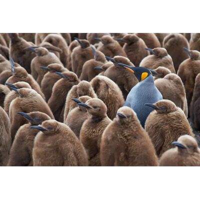 PAPERMOON Wandtapete - König Pinguin Falkland-Insel Tiere - Bunt PAPERMOON Wandtapete - König Pinguin Falkland-Insel Tiere - Bunt