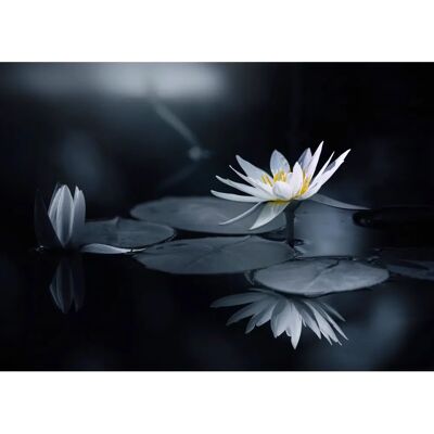 PAPERMOON Takashi Suzuki Bunt Tapete - Foto Kunst Takashi Suzuki PAPERMOON Takashi Suzuki Bunt Tapete - Foto Kunst Takashi Suzuki