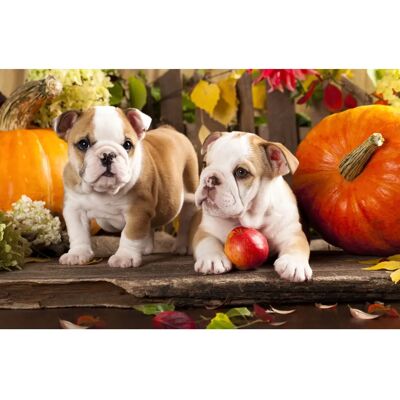 PAPERMOON Bulldog Wandbild - Tapete PAPERMOON Bulldog Wandbild - Tapete