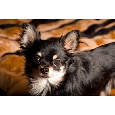 PAPERMOON Chihuahua-Hund Tapete - Bunt, 3,5x2,6m PAPERMOON Chihuahua-Hund Tapete - Bunt, 3,5x2,6m
