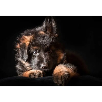 PAPERMOON Schäfer-Hund Welpe Portrait Tapete - Wandbild PAPERMOON Schäfer-Hund Welpe Portrait Tapete - Wandbild